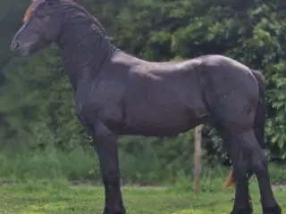 Barok pinto hingst