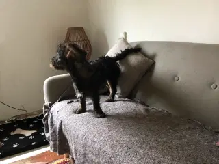 Rughåret gravhund sælges