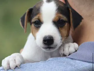 Parson Jack russell hvalpe