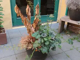 Plante