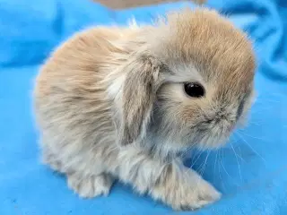 Minilop kaninunge sælges 