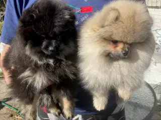Pomerania hvalpe