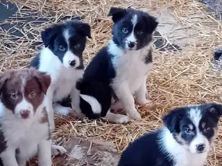 Border Collie Hvalpe