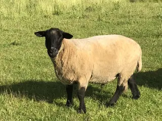 Suffolk avlsvædder sælges 