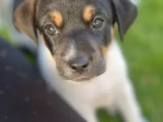 Dansk svensk gårdhunde hvalp søger nyt og kærligt