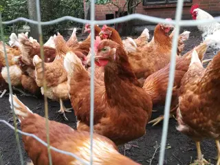 God ægge lægger røde amerikaner 21 uge 