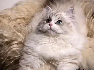 Sjældne cinnamon ragdolls 