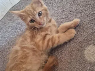 Maine coon blanding 