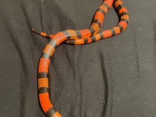 Honduras mælkesnog + terrariet, lys og lille varme