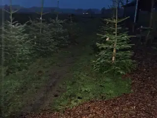 Prima  juletræer  sælges  kertevej 6 5560 