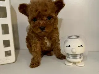 Teacup skønne Doodledoodle