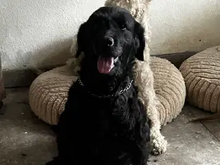 Udstationering af labradoodle tæve