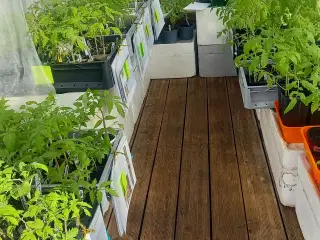 Tomat planter sælges