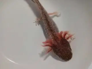 Akvarie SØGES