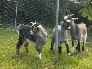 Dværggeder sæges SAMLET