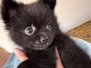 Pomchi hvalp 