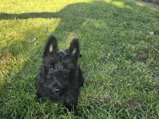 Skotsk terrier