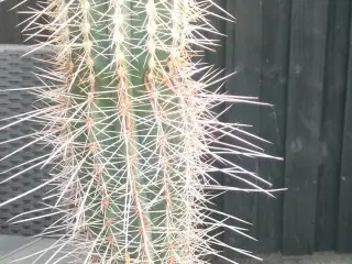 Kaktus 
