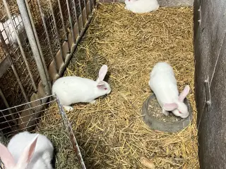 Hvidland kanin hunner