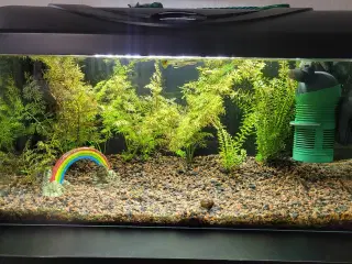 54L akvarie 