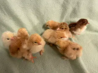 Kyllinger