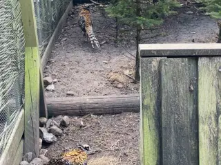 Kongefasaner