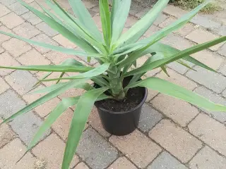 Palme, Yucca ca. 50 cm høj kan hentes for 50 kr.