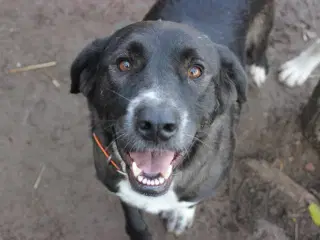 Skønne Callie søger 4ever familie 🩷