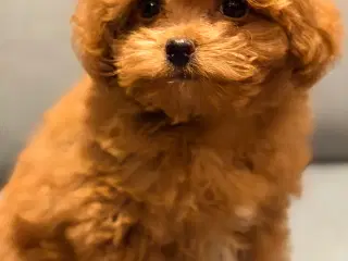 Maltipoo 
