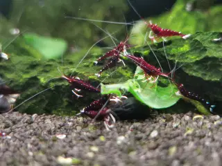 Kardinalrejer - Caridina Dennerli 