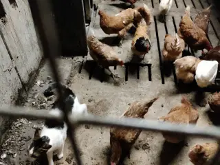 Suppehøns bortgives 