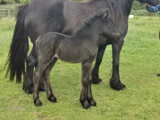 Fell pony hoppe føl 