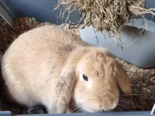 Kanin 7måneder