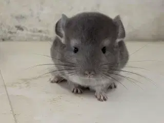 Violet poss sc dreng