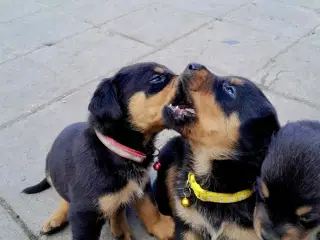 Rottweiler hvalpe må rejse 20 Juni 2025
