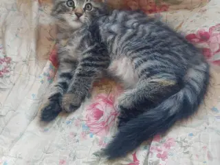 Maincoon/Norsk skovkat