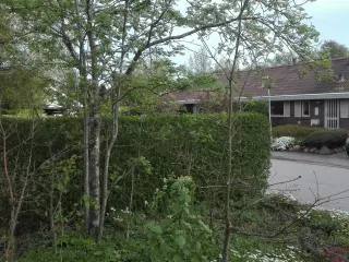 Ege- birk, Rønnebær- og blommetræer
