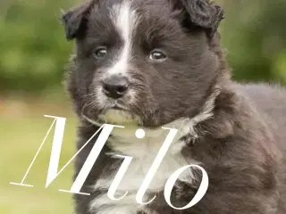 Border Collie Hvalpe
