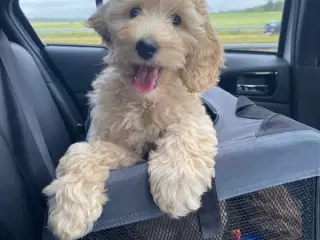 Labradoodle F1bb MINI 