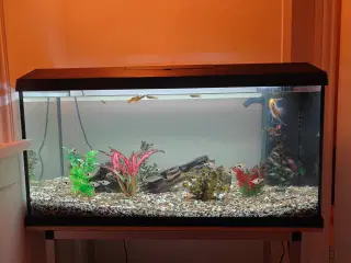 Komplet 110 liter akvarium 