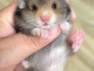 Guldhamster unger M/stamtavle