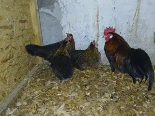 Italiener i brun både stor og dværg