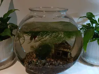 Akvarie med indhold 