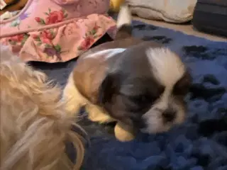 Shihzhuer 5 drenge og en pige 