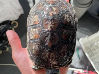 Sumpskildpadde sælges i par