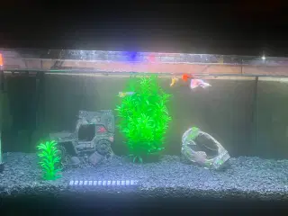 Akvarie med evt fisk i