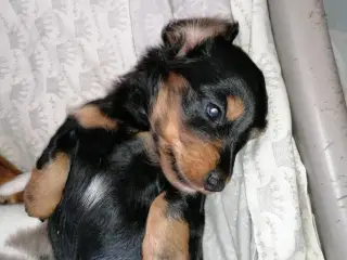 Langhåret dværg gravhund 