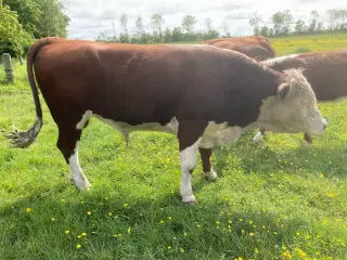 Herefordtyr