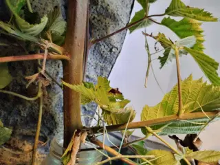 Vietnamesiske vandrede pinde