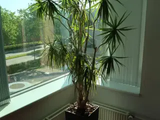 Plante i krukke